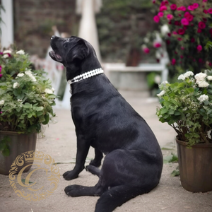 Dog collar Chic Pearls | Pearls dog collar | Bride mate dog collar |Luxury Dog Collars | Chic dog Collar | CollarCrafts | dogcollar | collar | honden halsband | Buckle dog collar | bead dog collars | Girly dog collar | Pearl dog collar | Unbreakable dog necklaces | alu max com dog collars | beaded collars for dogs | Wedding dog collars
