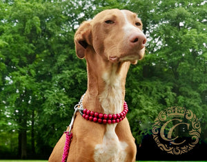 Dog collar Double Bordeaux Mini | handmade dog collar | collarcrafts | unbreakable dog necklace | halsband | beads dog collar | collars and leashes | honden halsband | Unbreakable necklace for dogs | bead dog collars | Christmas dog collar | Buckle dog collar | Martingale dog collars | wooden bead dog collars | design dog collar on a podenco dog | beaded collars for dogs | Red beads dog collars