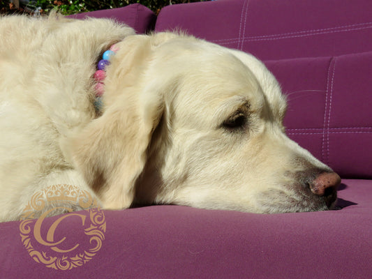 Dog collar Summer Garden Maxi | handmade dog collar | CollarCrafts | dogcollar | halsband | dogcollar | collar | Chic dog collar | Unbreakable Dog Necklace | Buckle dog collars | Designer dog collar | martingale dog collar | Luxury dog collars | wooden bead dog collars | alu max com dog collars | beaded collars for dogs | Colorful beads dog collars