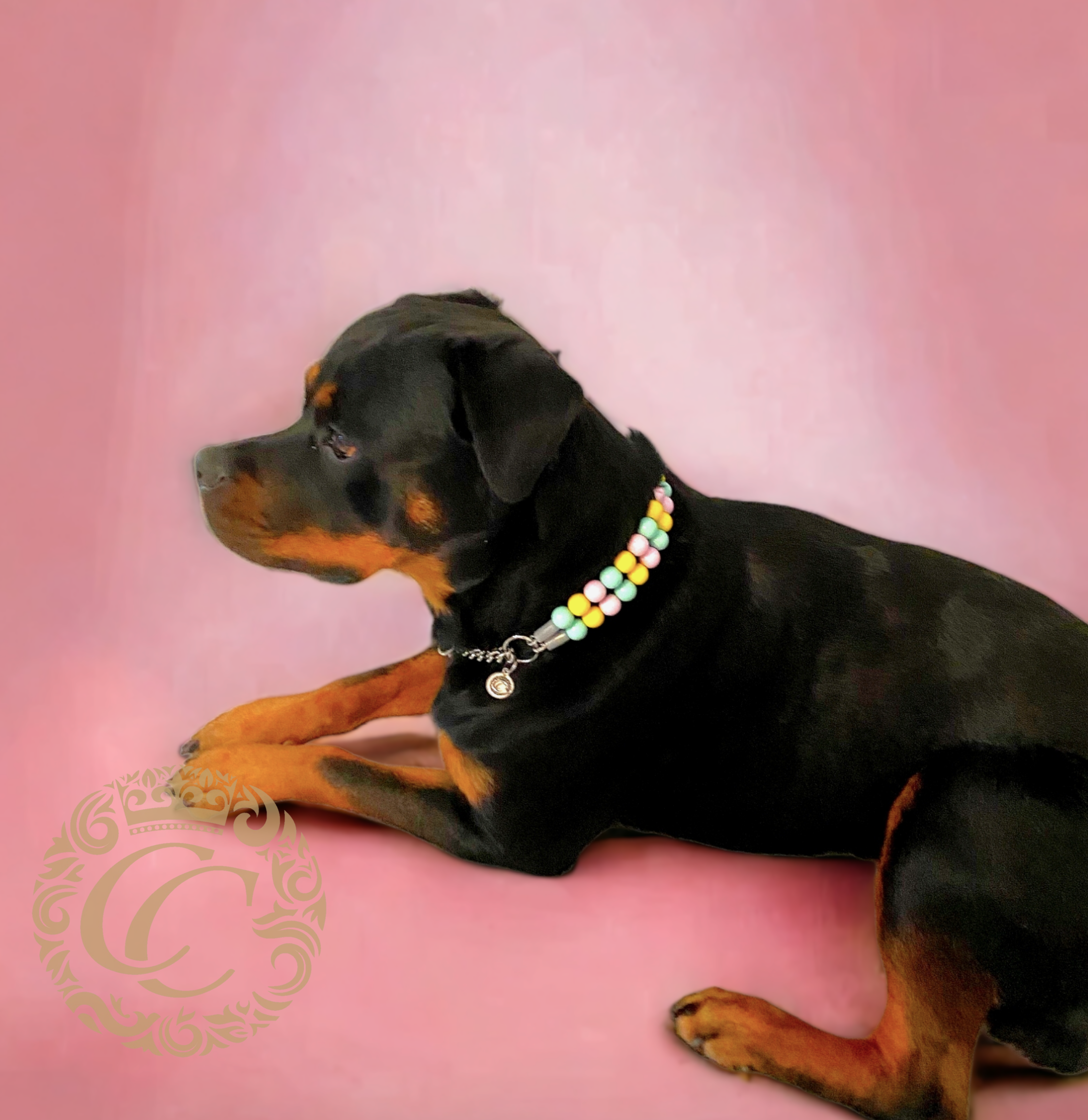 Spring sales dog collars
