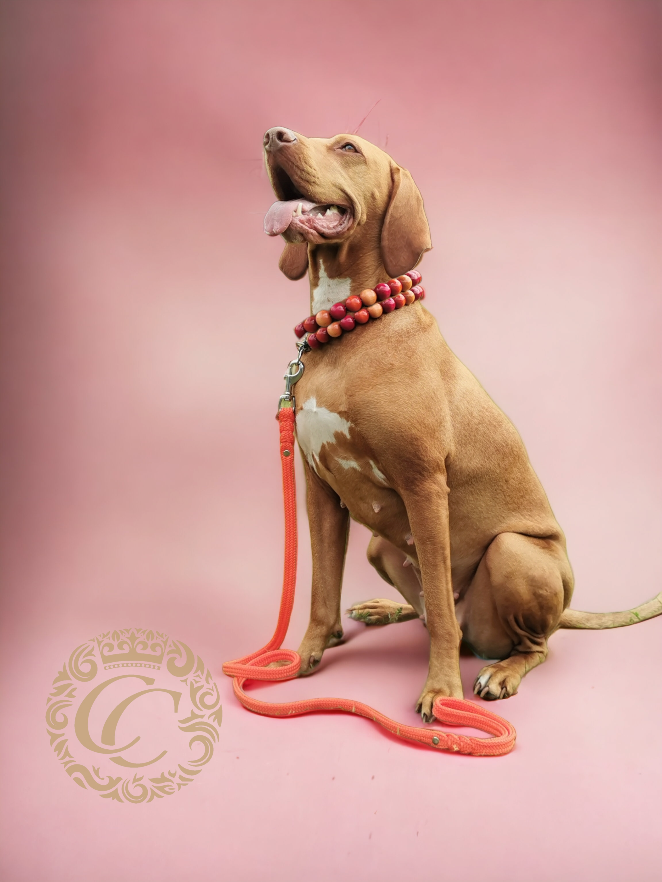 Dog collar Maxi Summer | CollarCrafts dog collars | Handmade dog collars | Luxury dog collars | Dog collars | Collars | Beaded dog collars | Unbreakable dog necklace | Beads collar for dogs | Orange dog collar