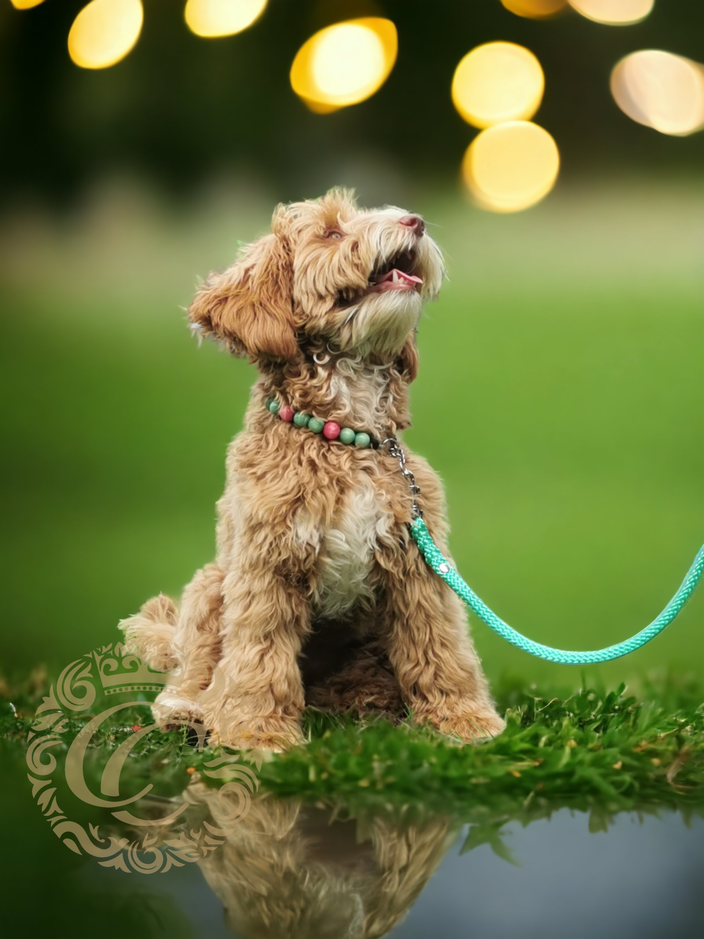 Dog leash for small & medium dogs Mint | Dog Leashes | CollarCrafts | | Paracord dog leashes | Mint dog leash | Small dogs leashes | Custom made dog leash | Paracord leash for small dogs | Washable dog leash | Mini dogs leashes | Durable dog leashes | Green Blue dog leashes | Aqua blue dog leash
