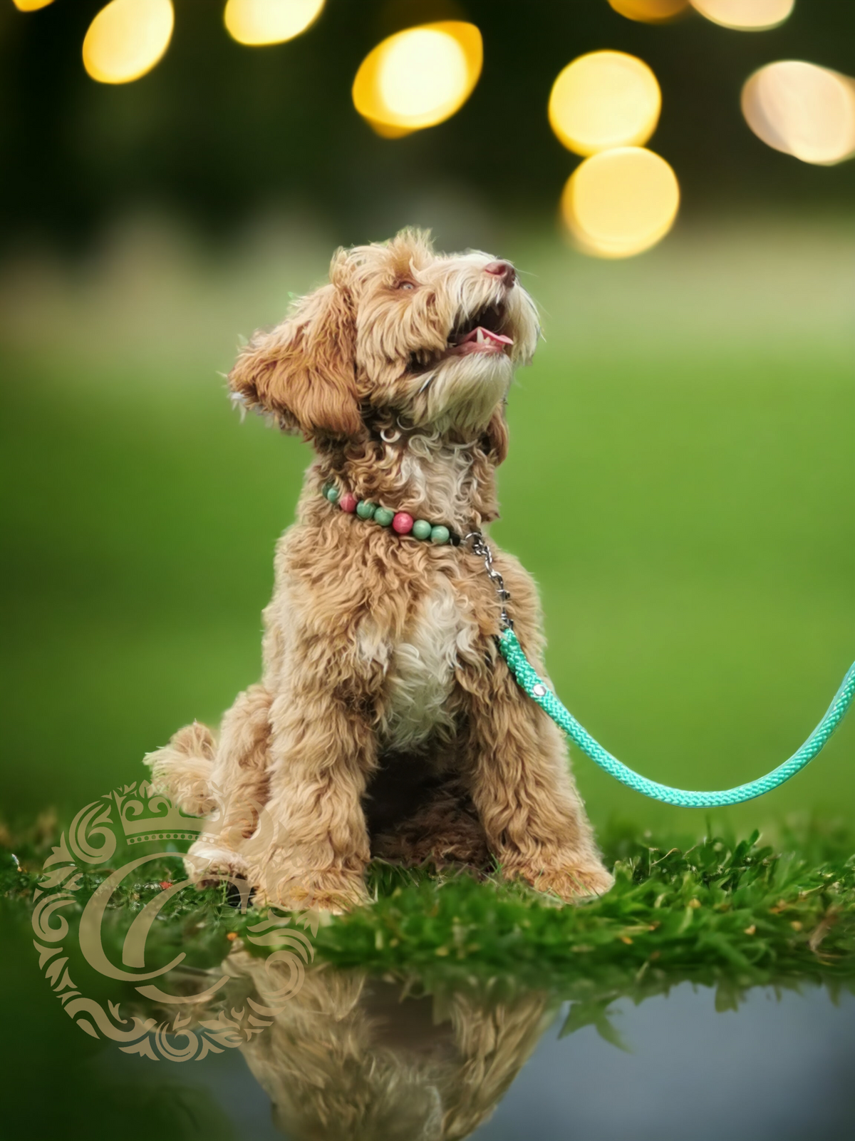 Dog collar Mint Mini