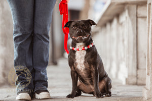 Dog leash for medium & large dogs Red