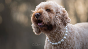 Dog collar CollarCrafts on a cockapoo Rippy