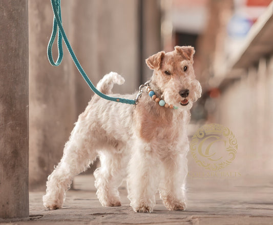 A CollarCrafts beaded dog colalr on a Small dog on a leash