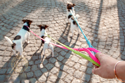 Colorful dog leashes CollarCrafts for small dogs with three jack-Russel terriers 