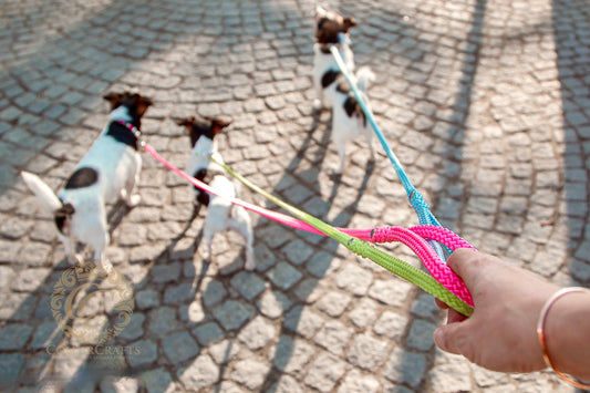 Colorful dog leashes CollarCrafts for small dogs with three jack-Russel terriers 