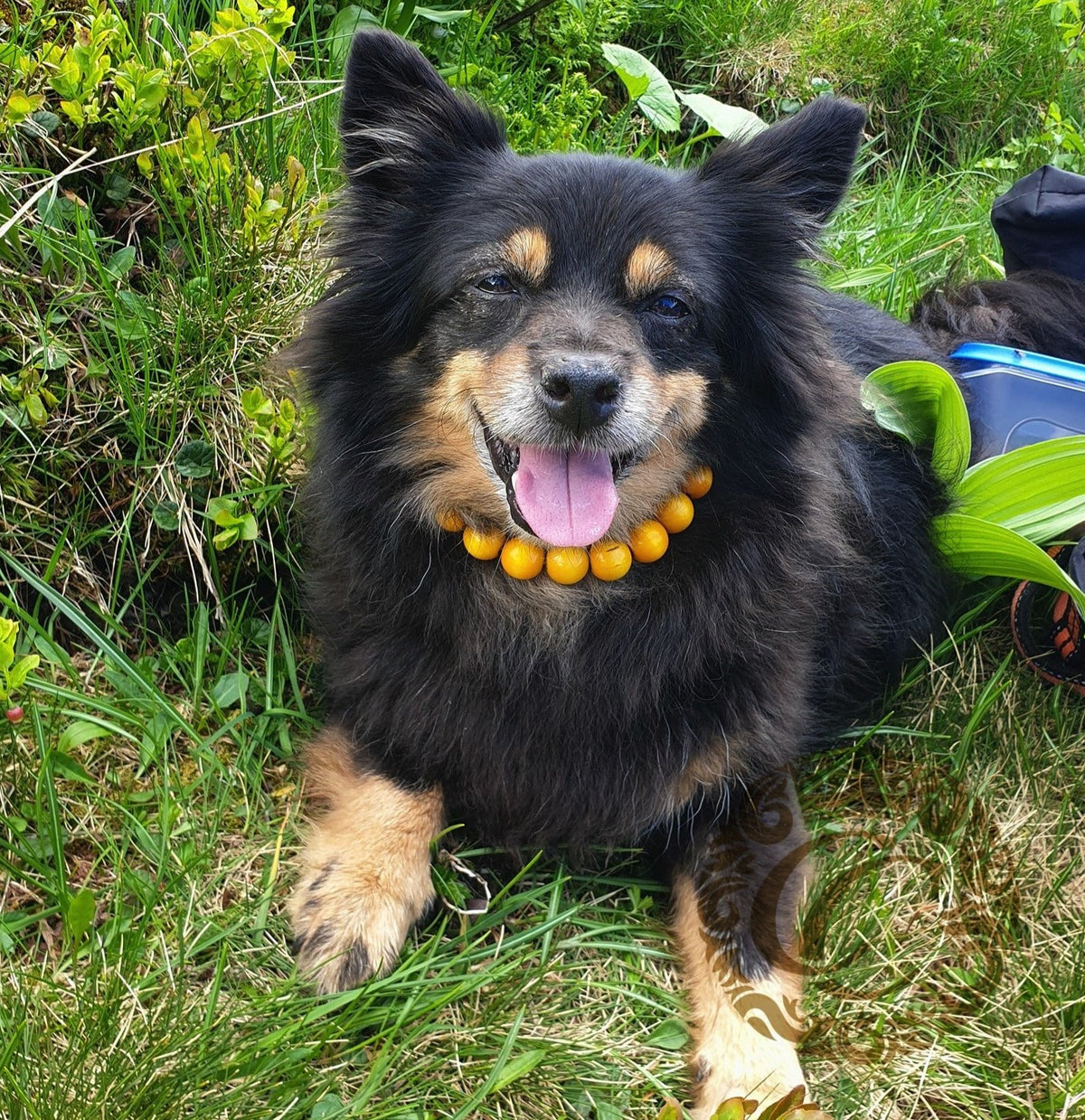 Dog collar "Yellow Mini" | Dog Collars | Cat Collars | CollarCrafts | dogcollar | collar | hondenband | Kattenhalsband | bead dog collars | cat mood collar | beaded dog collar | beaded dog collars | wooden bead dog collars | alu max com dog collars | beaded collars for dogs | rainbow dog collars