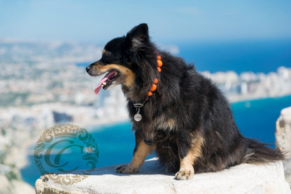 Dog collar Hot Summer Mini | Dog Collars | handmade dog collars | CollarCrafts | dogcollar | collar | halsband | hondenhalsbanden | bead dog collars | unique dog collar | martingale dog collar | beaded dog collars | wooden bead dog collars | alu max com dog collars | orange collars for dogs