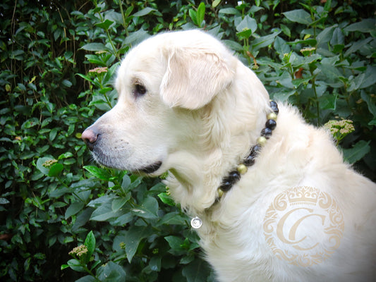 Dog collar Black Gold | Handmade Dog Collars | Dog necklace Collars | CollarCrafts | Christmas dog collar | dogcollar | collar | honden halsband | Kerstmis honden halsband | Custom made dog collars | Luxury dog collars | Buckle dog collar | Martingale dog collars | wooden bead dog collars | alu max com dog collars | beaded collars for dogs | Christmas dog collars