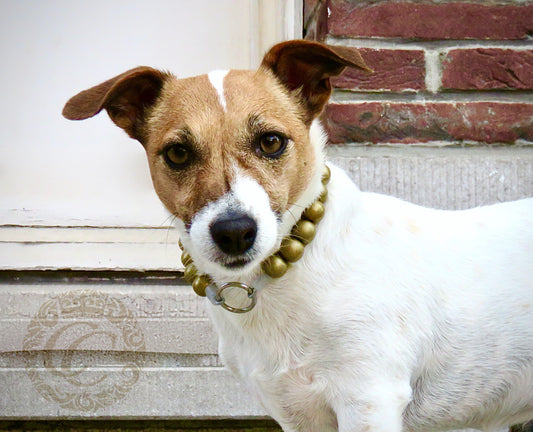 dogcollar | collar | dogcollar | collar | hondenhalsband | bead dog collars | mood collar | beaded dog collar | beaded dog collars | wooden bead dog collars | alu max com dog collars | beaded collars for dogs | rainbow dog collars | collarcrafts