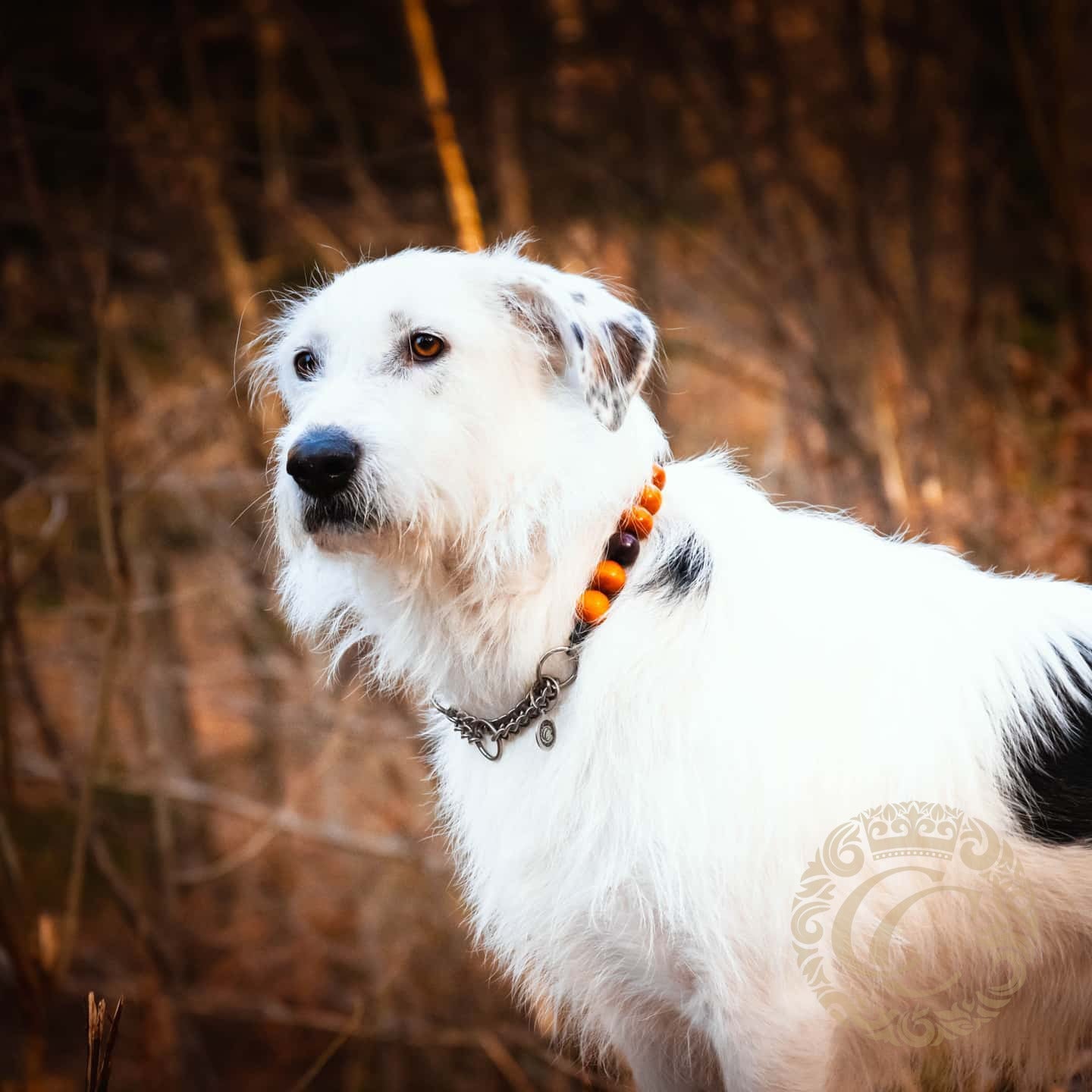 Handmade dog collar Orange Maxi | Dog Collars | Cat Collars | CollarCrafts | dogcollar | collar | hondenhalsband | hondenband | Kattenhalsband | bead dog collars | cat mood collar | beaded dog collar | beaded dog collars | wooden bead dog collars | alu max com dog collars | beaded collars for dogs | rainbow dog collars | collarcrafts