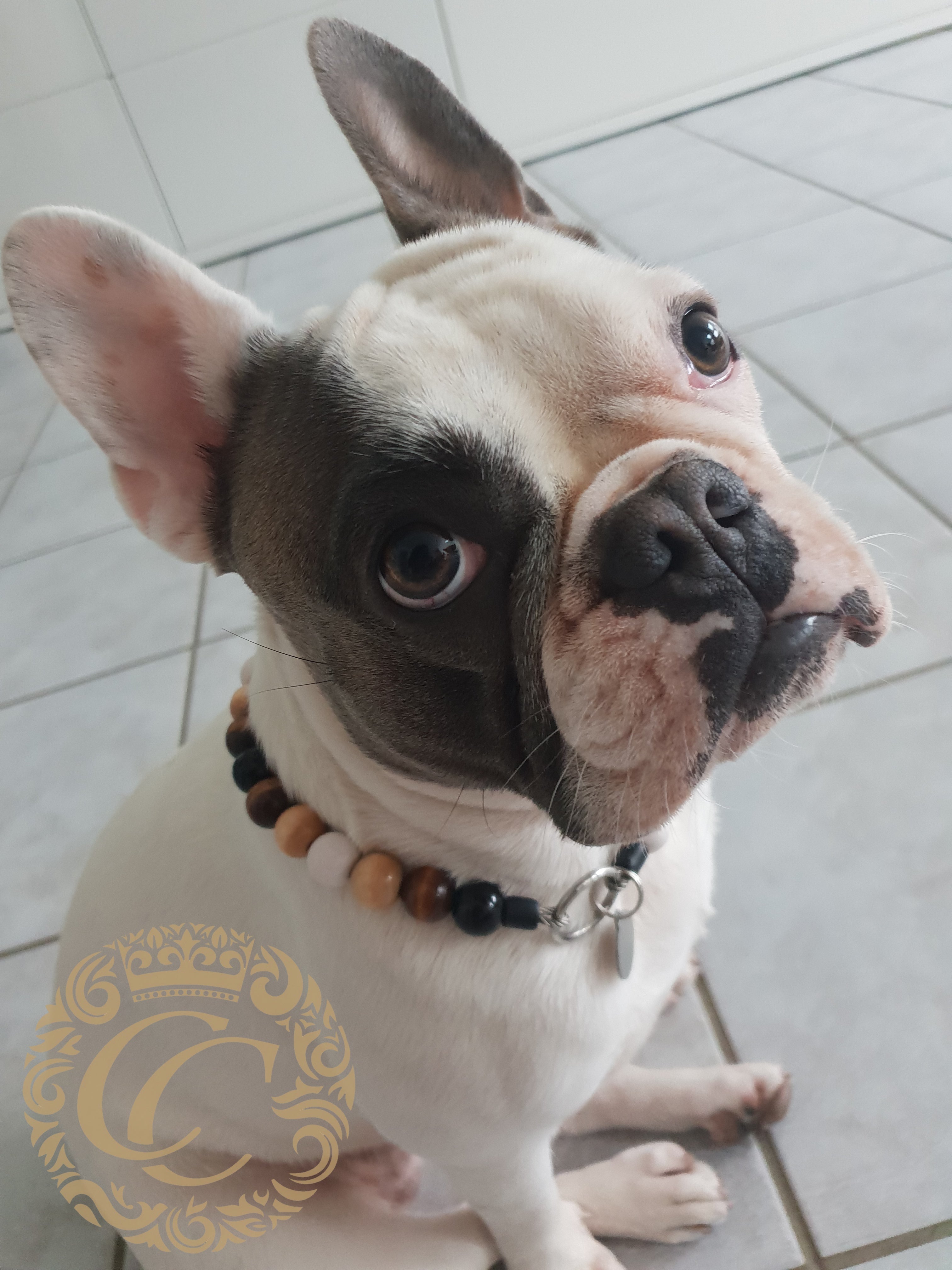 CollarCrafts Beaded Dog Collar – Stunning White-to-Black Gradient | Custom made & Durable