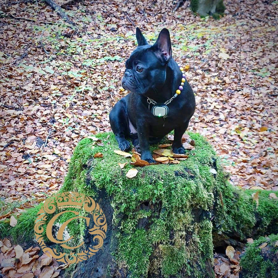 Dog collar Purple Gold Mini | dog collar CollarCrafts on Ella the french bulldog | Dog Collars | handmade Collars | CollarCrafts | dogcollar | collar | honden halsband | hondenband | halsband leiband set | bead dog collars | durable wooden pearls collar | luxury dog collar | beaded dog collars | wooden bead dog collars | alu max com dog collars | beaded collars for dogs | purple yellow gold dog collars | collarcrafts