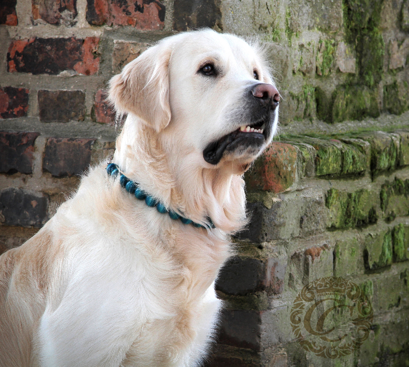 Dog collar Turquoise Orange Maxi | dog collars and leashes | CollarCrafts | dogcollar | handmade dog collar | hondenhalsband | turquoise orange collar | bead dog collars | design dog collar | luxury dog collars | martingale dog collars | wooden bead dog collars | alu max com dog collars | beaded collars for dogs | turquoise dog collars