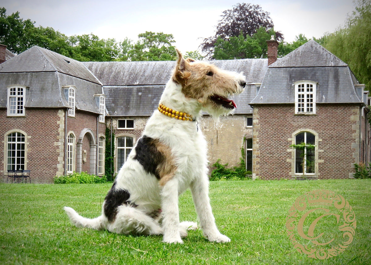 Dog collar Double Honey Mini | hondenhalsband | collarcrafts | halsband | dog collar | dogcollar | collar | luxury dog collar | collar | honden halsband | dog neckwear | chic dog collar | bead dog collars | luxury dog collar | custom made dog collar | martingale dog collars | wooden bead dog collars | alu max com dog collars | beaded collars for dogs | brown beads dog collars | collarcrafts
