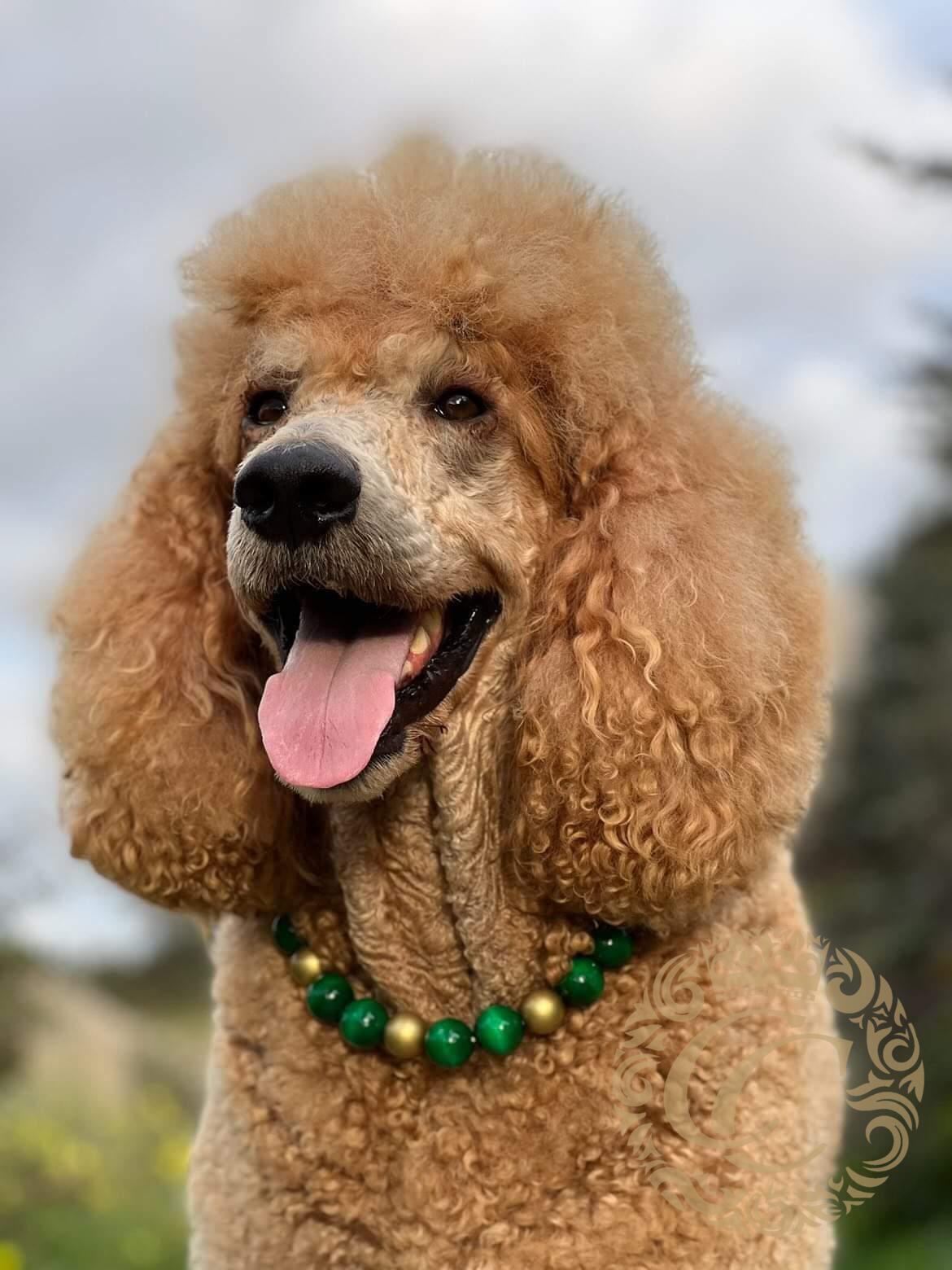 Dog collar Emerald Gold | Dog Collars | Custom made Collars | CollarCrafts | dogcollar | collar | halsband leiband set | luxury dog collars | chique honden halsband | bead dog collars | emerald green dog collar | beaded dog collar | Martingale dog collars | wooden bead dog collars | alu max com dog collars | beaded collars for dogs | Green Beads dog collars | collarcrafts dog collar on Maurice the king poodle