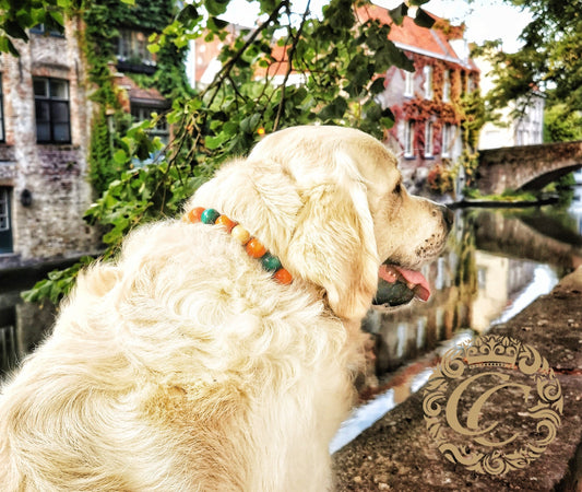 Dog collar Orange Mint Maxi | handmade dog collar | collarcrafts | dogcollar | halsband | dogcollar | collar | hondenhalsband | hondenband | Kattenhalsband | bead dog collars | cat mood collar | beaded dog collar | beaded dog collars | wooden bead dog collars | alu max com dog collars | beaded collars for dogs | rainbow dog collars | collarcrafts