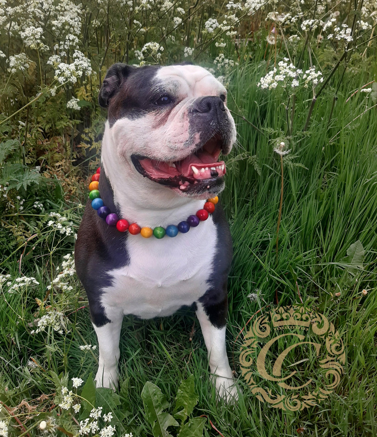 dog collar collarcrafts honden halsband | dogcollar | collar | hondenband | Kattenhalsband | dogcollar | collar | hondenhalsband | hondenband | Kattenhalsband | bead dog collars | cat mood collar | beaded dog collar | beaded dog collars | wooden bead dog collars | alu max com dog collars | beaded collars for dogs | rainbow dog collars | collarcrafts