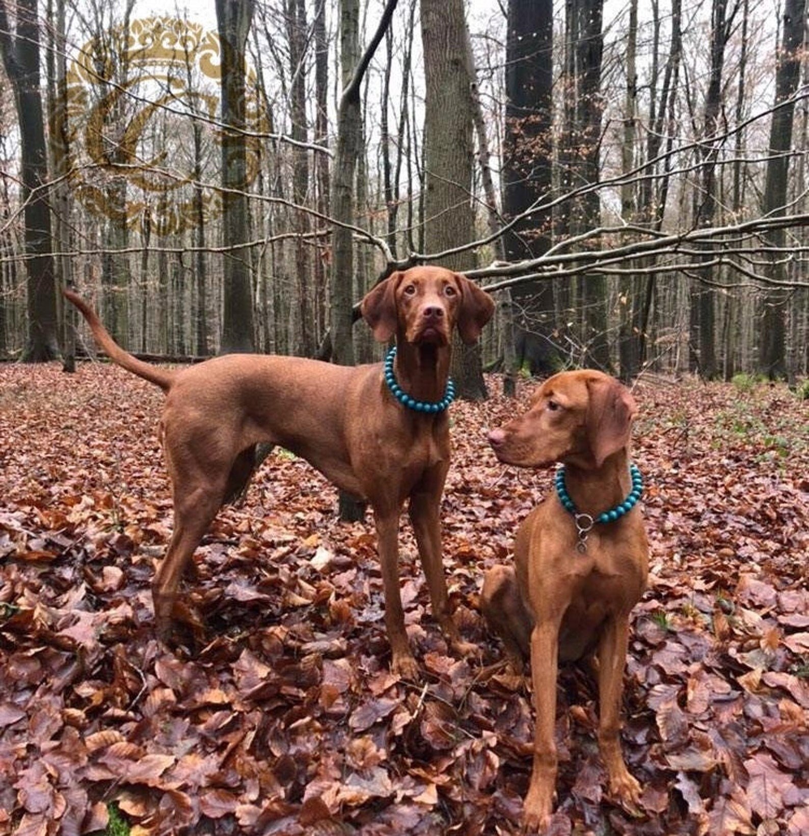 Dog collar Aqua Mini  CollarCrafts| Handmade Dog Collars | Necklaces for dogs | CollarCrafts | dogcollar | collar | honden halsband | bead dog collars | buckle dog collar | martingale dog collar | luxury dog collars | wooden bead dog collars | alu max com dog collars | beaded collars for dogs | turquoise dog collars