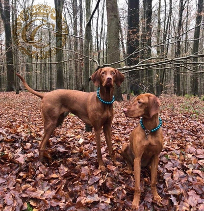 Dog collar Aqua Mini  CollarCrafts| Handmade Dog Collars | Necklaces for dogs | CollarCrafts | dogcollar | collar | honden halsband | bead dog collars | buckle dog collar | martingale dog collar | luxury dog collars | wooden bead dog collars | alu max com dog collars | beaded collars for dogs | turquoise dog collars