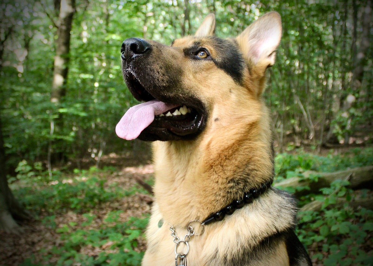 Handmade dog collar Black Maxi | Dog Collars | CollarCrafts | dog collar | Honden halsband | Design dog collars | Luxury dog collars | Black beads dog collar | Unbreakable necklace for dogs | wooden bead dog collars | alu max com dog collars and leashes custom made | Martingale collars for dogs | Black pearls dog collar