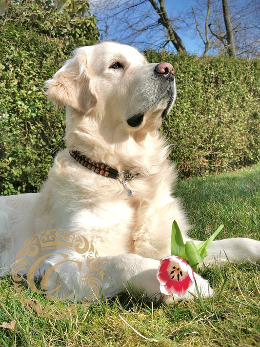 dogcollar | collar | hondenhalsband | hondenband | Kattenhalsband | bead dog collars | cat mood collar | beaded dog collar | beaded dog collars | wooden bead dog collars | alu max com dog collars | beaded collars for dogs | rainbow dog collars | collarcrafts