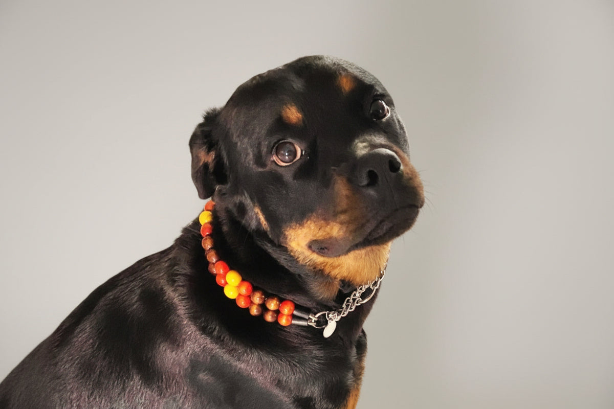 Dog collar Fall Vibe
