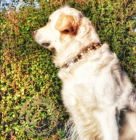 Dog collar "Double Midi Gray" | Dog Collars | CollarCrafts | dogcollar | collar | bead dog collars | mood collar | beaded dog collar | beaded dog collars | wooden bead dog collars | alu max com dog collars | beaded collars for dogs | rainbow dog collars | collarcrafts