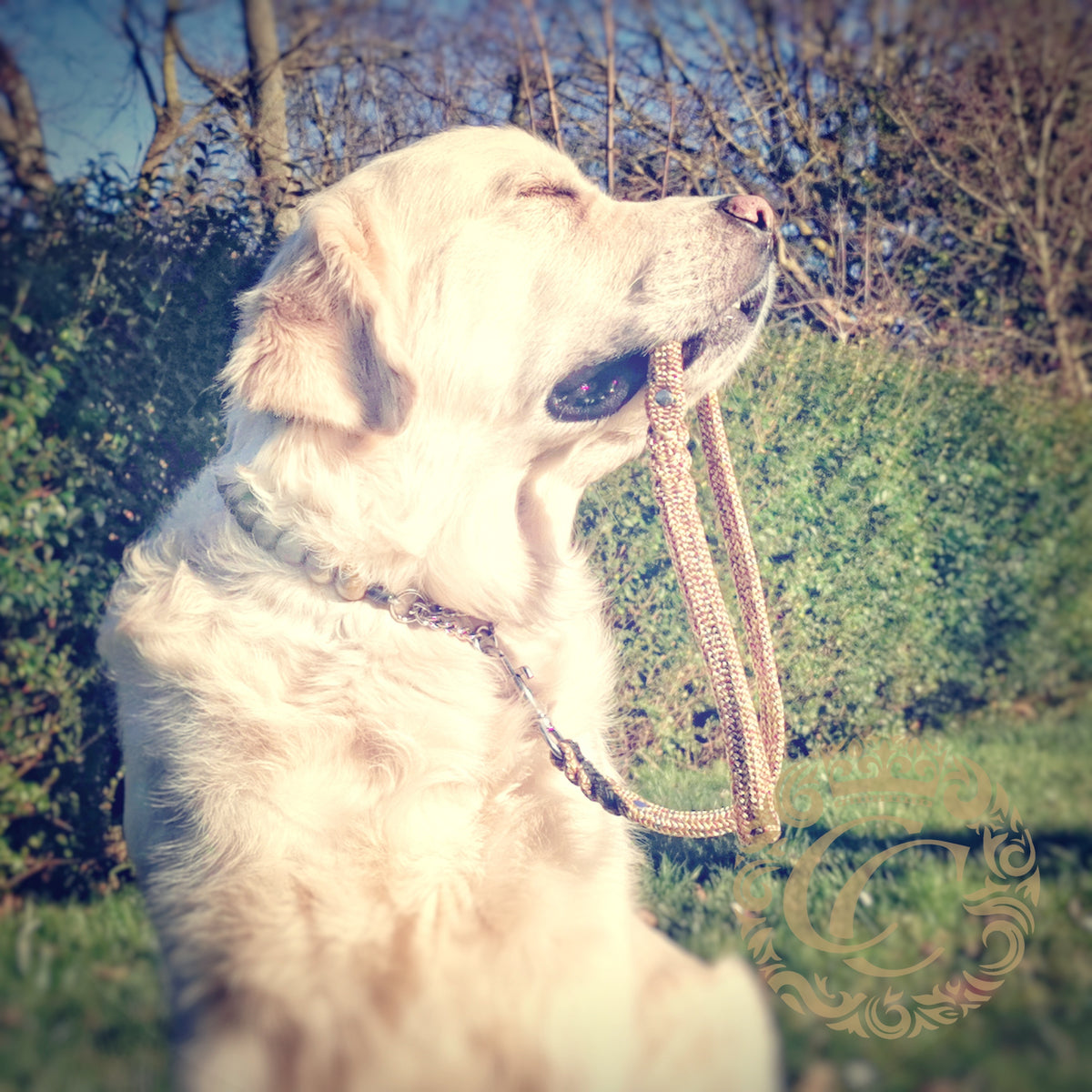 Dog collar Gold Maxi | Dog Collars | Collars and leashes | CollarCrafts | dogcollar | collar | honden halsband | Luxury dog collars | bead dog collars | Chique dog collar | beaded dog collar | Martingale dog collars | wooden bead dog collars | alu max com dog collars | beaded collars for dogs | Gold beads dog collars