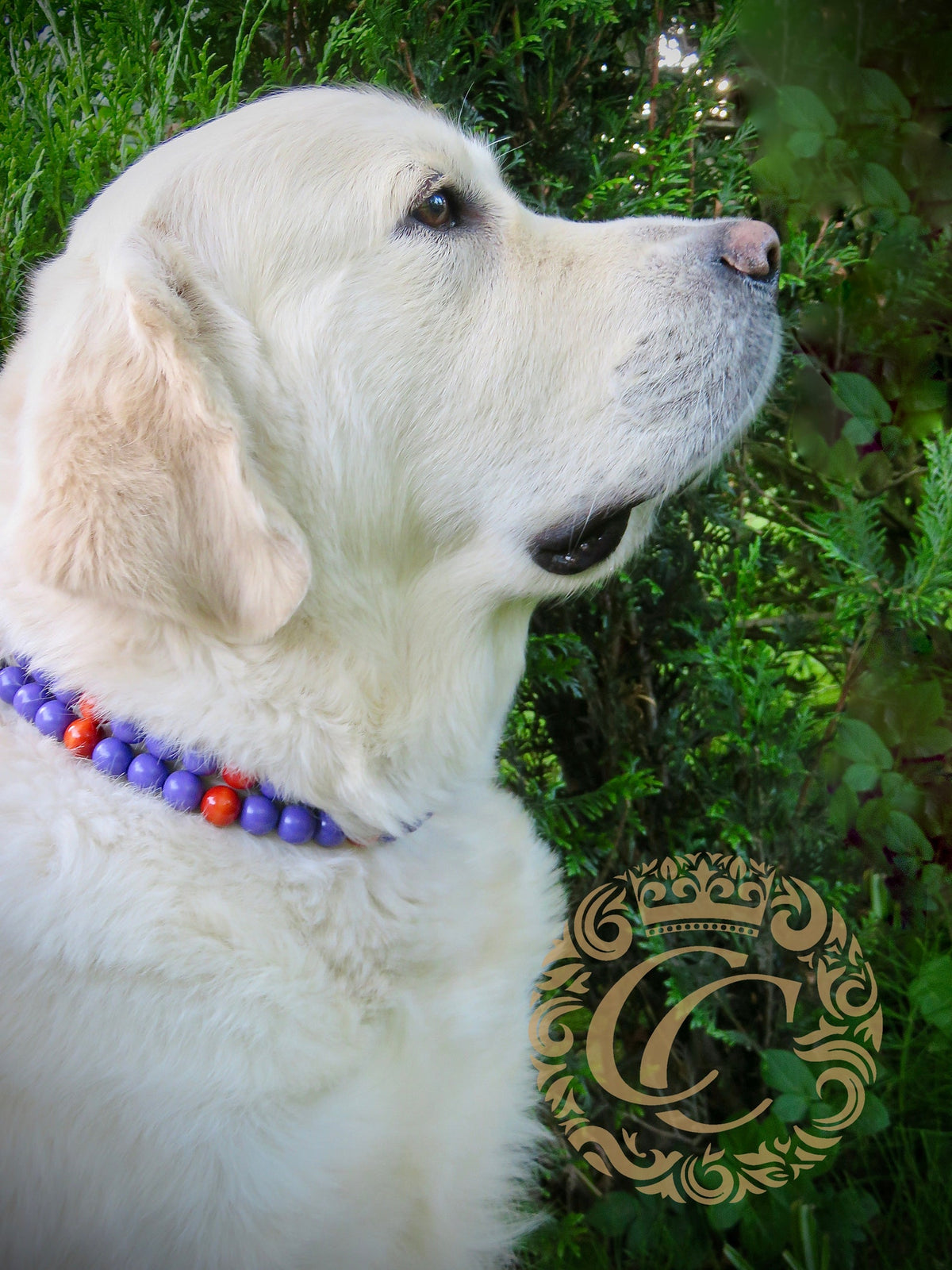Dog collar Cute Witch | Halloween Dog Collars | Purple dog Collars | CollarCrafts | dogcollar | collar | honden halsband | Buckle dog collar Halloween | bead dog collars | Holiday mood collar | purple orange dog collar | beaded dog collars | wooden bead dog collars | alu max com dog collars | beaded collars for dogs | Halloween dog collars