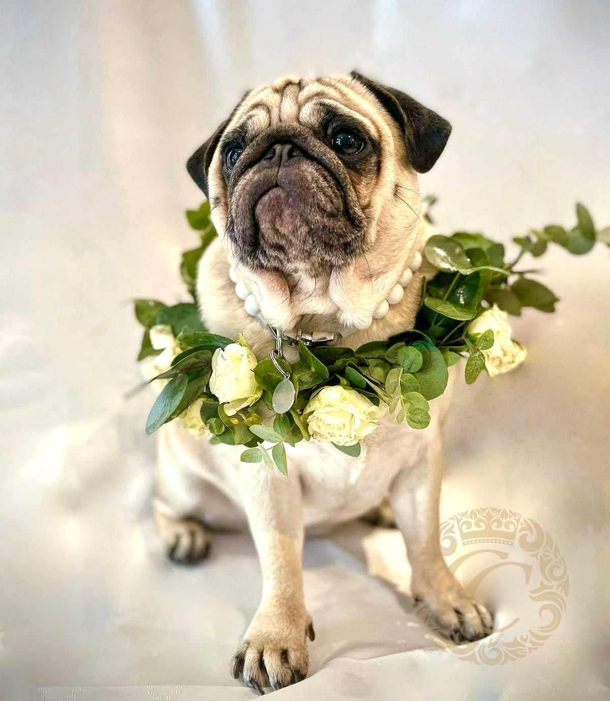 Dog collar Snow White Mini | handmade dog collars |  collarcrafts | halsbanden | dogcollar | collar | honden halsband | bead dog collars | white beads collar | luxury dog collar | beaded dog collars | wooden bead dog collars | alu max com dog collars | beaded collars for dogs | white dog collars
