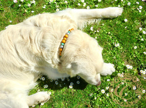 Dog collar Sunny Silver Mini | Dog Collars | Collars | CollarCrafts | Dog collar yellow | design dog collar | beaded collars for dogs | Dog Collars | Collars | CollarCrafts | dogcollar | collar | hondenhalsband | hondenleiband | bead dog collars | custom collar | beaded dog collar | beaded dog collars | wooden bead dog collars | alu max com dog collars | beaded collars for dogs | yellow dog collars | yellow silver mint dog collar |  Collar leash set |  luxury dog collars |  handmade dog collars