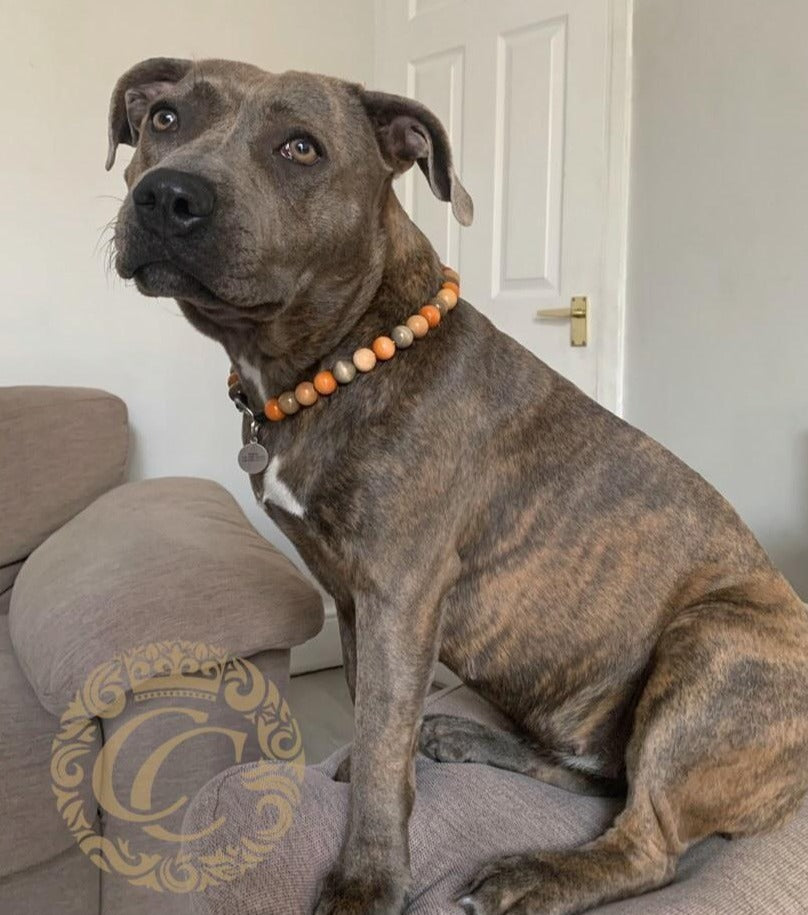 Dog collar Honey Mix Mini | handmade dog collar | collarcrafts | dogcollar | halsband | dogcollar | collar | hondenhalsband | hondenband | Kattenhalsband | bead dog collars | cat mood collar | beaded dog collar | beaded dog collars | wooden bead dog collars | alu max com dog collars | beaded collars for dogs | rainbow dog collars | collarcrafts