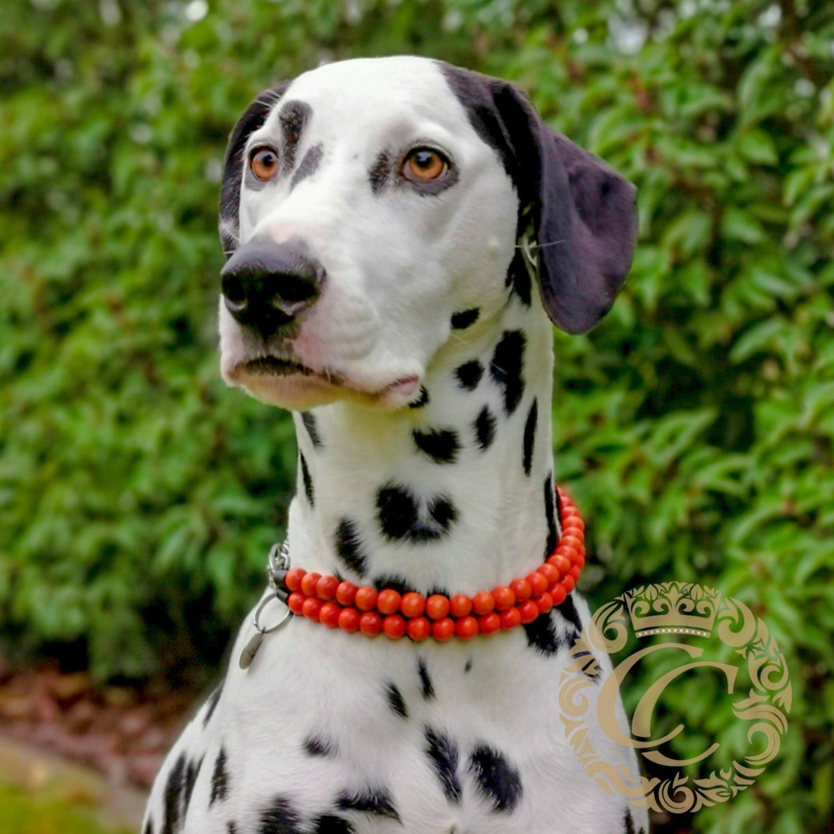 Dog collar Double Wild Orange | CollarCrafts | dogcollar | halsband | dogcollar | collar | hondenhalsband | orange bead dog collars | unique collar | beaded dog collar | martingale dog collars | luxury dog collars | alu max com dog collars | beaded collars for dogs | orange dog collars | collarcrafts