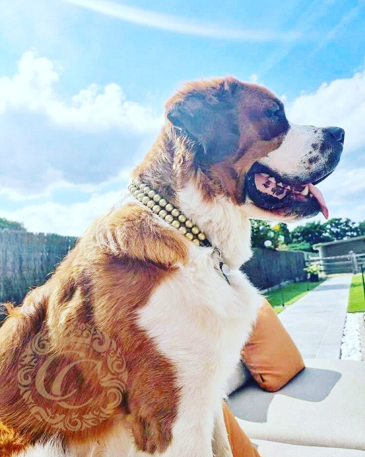 Dog collar Double Midi Gold | martingale dog collar | handmade dog collars collarcrafts luxury dog collars | luxury dog dog collars | luxury collar | beaded dog collar | golden color dog collars | wooden bead dog collars | alu max com dog collars | beaded collars for dogs | Gold dog collars | collarcrafts