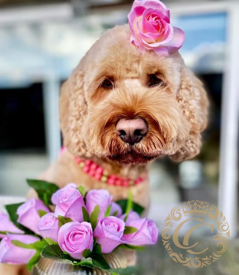 Dog collar Double Pink Gold
