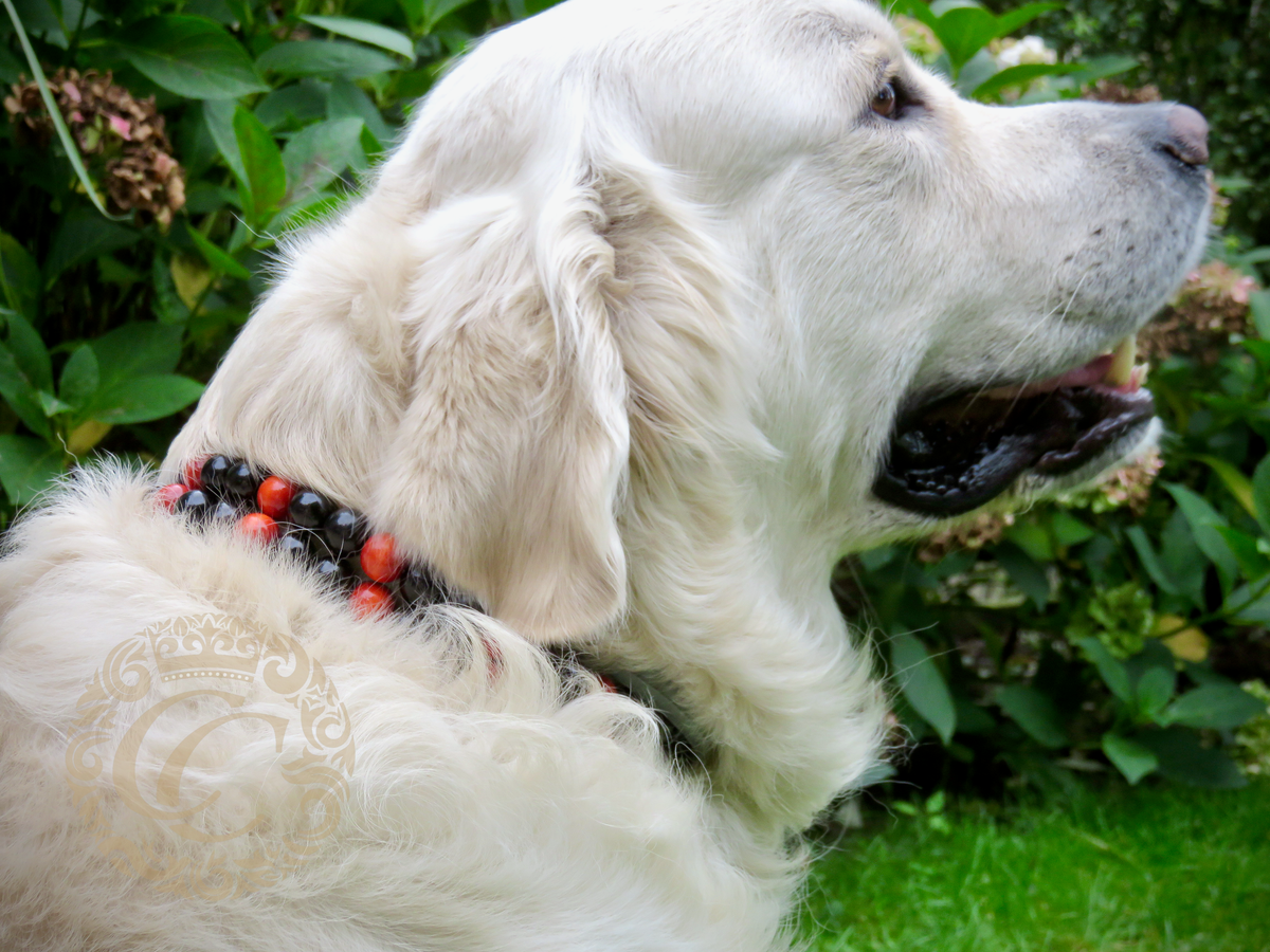Dog collar Double Midi Pumpkin | Dog Collars | Cat Collars | CollarCrafts | dogcollar | collar | hondenband | Kattenhalsband | bead dog collars | cat mood collar | beaded dog collar | beaded dog collars | wooden bead dog collars | alu max com dog collars | beaded collars for dogs | rainbow dog collars