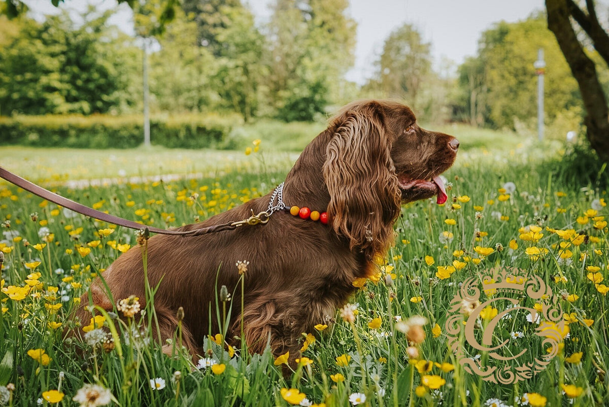 Handmade dog collar Hestia | Dog Collars | Orange dog Collar |Cat Collars | CollarCrafts | dogcollar | collar | hondenhalsband | hondenband | Kattenhalsband | bead dog collars | cat mood collar | beaded dog collar | beaded dog collars | wooden bead dog collars | alu max com dog collars | beaded collars for dogs | rainbow dog collars | collarcrafts