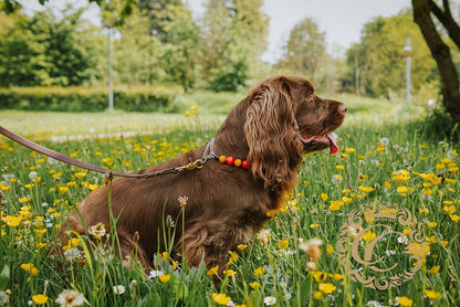 Handmade dog collar Hestia | Dog Collars | Orange dog Collar |Cat Collars | CollarCrafts | dogcollar | collar | hondenhalsband | hondenband | Kattenhalsband | bead dog collars | cat mood collar | beaded dog collar | beaded dog collars | wooden bead dog collars | alu max com dog collars | beaded collars for dogs | rainbow dog collars | collarcrafts