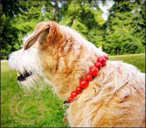 Dog collar Red Mix | Dog Collars | Custom made dog Collars | CollarCrafts | Design dog collars | leashes | dogcollar | collar | hondenhalsband | honden halsband | Red bead dog collar | Unbreakable dog necklace | Luxury dog collars | beaded dog collar | beaded dog collars | wooden bead dog collars | alu max com dog collars | beaded collars for dogs | red dog collars | collarcrafts | red dog collar on a dog Lucy