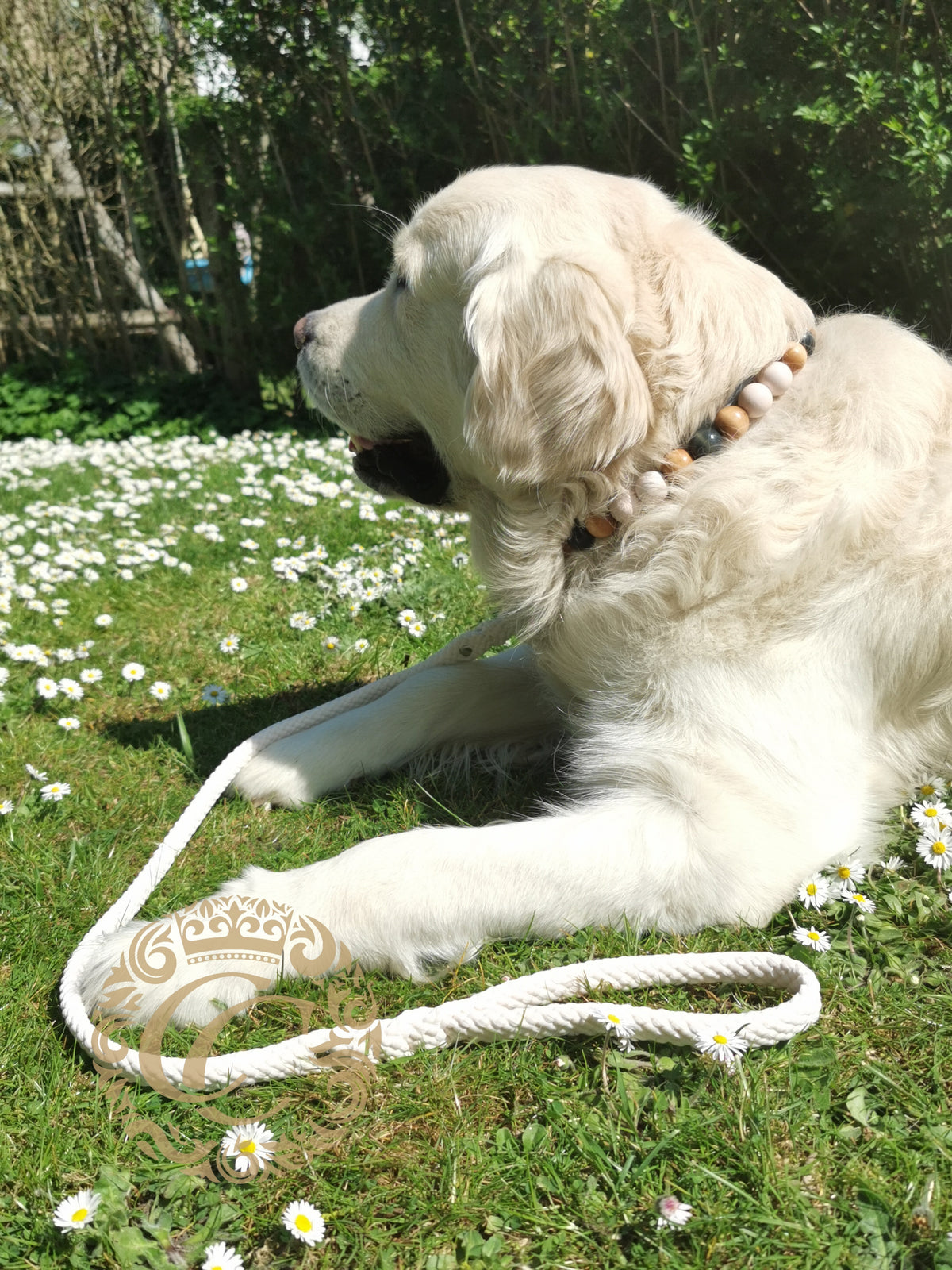 Dog collar Summer Jeans Maxi | Dog Collars | Design Collars | CollarCrafts | dogcollar | collar | bead dog collars | handmade dog collar | luxury dog collars | wooden bead dog collars | alu max com dog collars | beaded collars for dogs | pastel dog collars