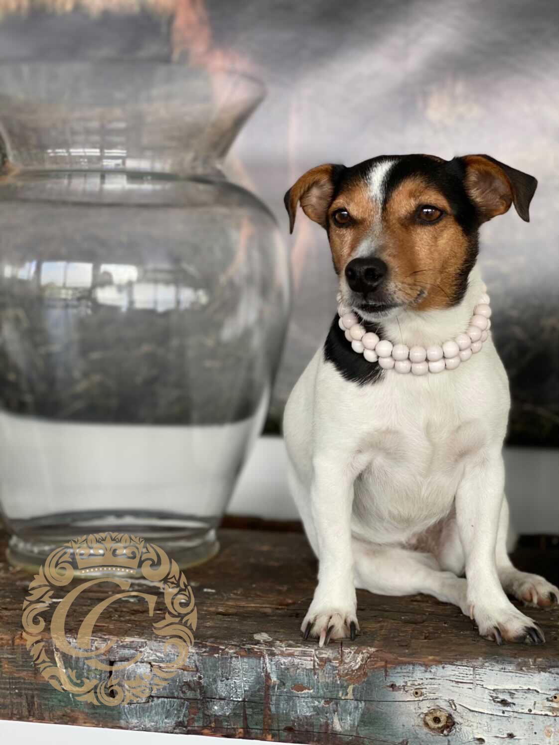 dog collar Double Snowberry | CollarCrafts | dog collar | colarcrafts dog collars | Designer dog collars | Hondenhalsband | bead dog collars | Luxury dog collar | custom dog collar | martingale dog collars | wooden bead dog collars | alu max com dog collars | beaded collars for dogs | white dog collars | Missy the Jack Russel terrier