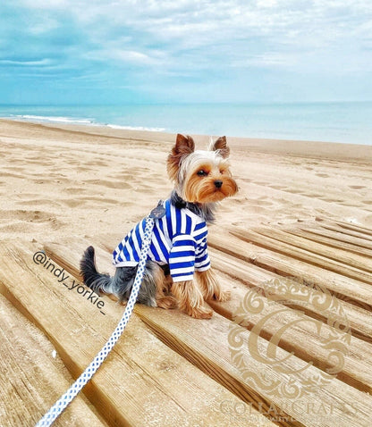 Dog leash for small & medium dogs Royal Blue Diamond Mini | Paracord Leashes | Dog leashes | CollarCrafts | custom dog leash | blue white dog leash | leashes for dogs | Dog leash | handmade dog leash | paracord leash for small dogs on Indy the yorkie
