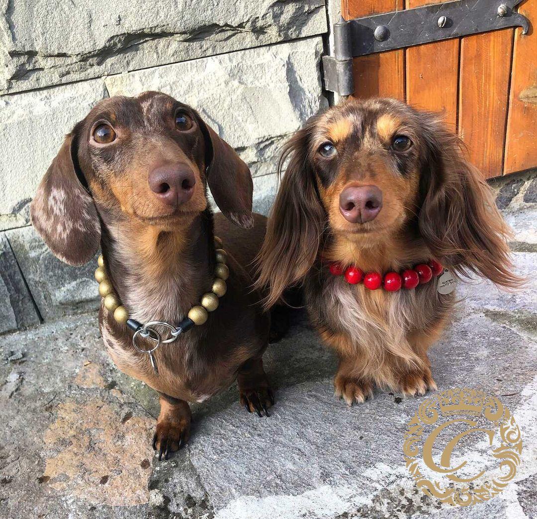 Dog collar Red Mini | Dog Collars | Cat Collars | CollarCrafts | dogcollar | collar | hondenhalsband | hondenhalsband | Kattenhalsband | bead dog collars | cat mood collar | beaded dog collar | beaded dog collars | wooden bead dog collars | alumax dog collars | beaded collars for dogs | red dog collars | collarcrafts