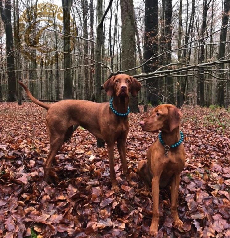 Handmade dog collar "Turquoise Gold" | Dog Collars | CollarCrafts | dogcollar | collar | hondenhalsband | bead dog collars | mood collar | beaded dog collar | beaded dog collars | wooden bead dog collars | alu max com dog collars | beaded collars for dogs | rainbow dog collars | collarcrafts