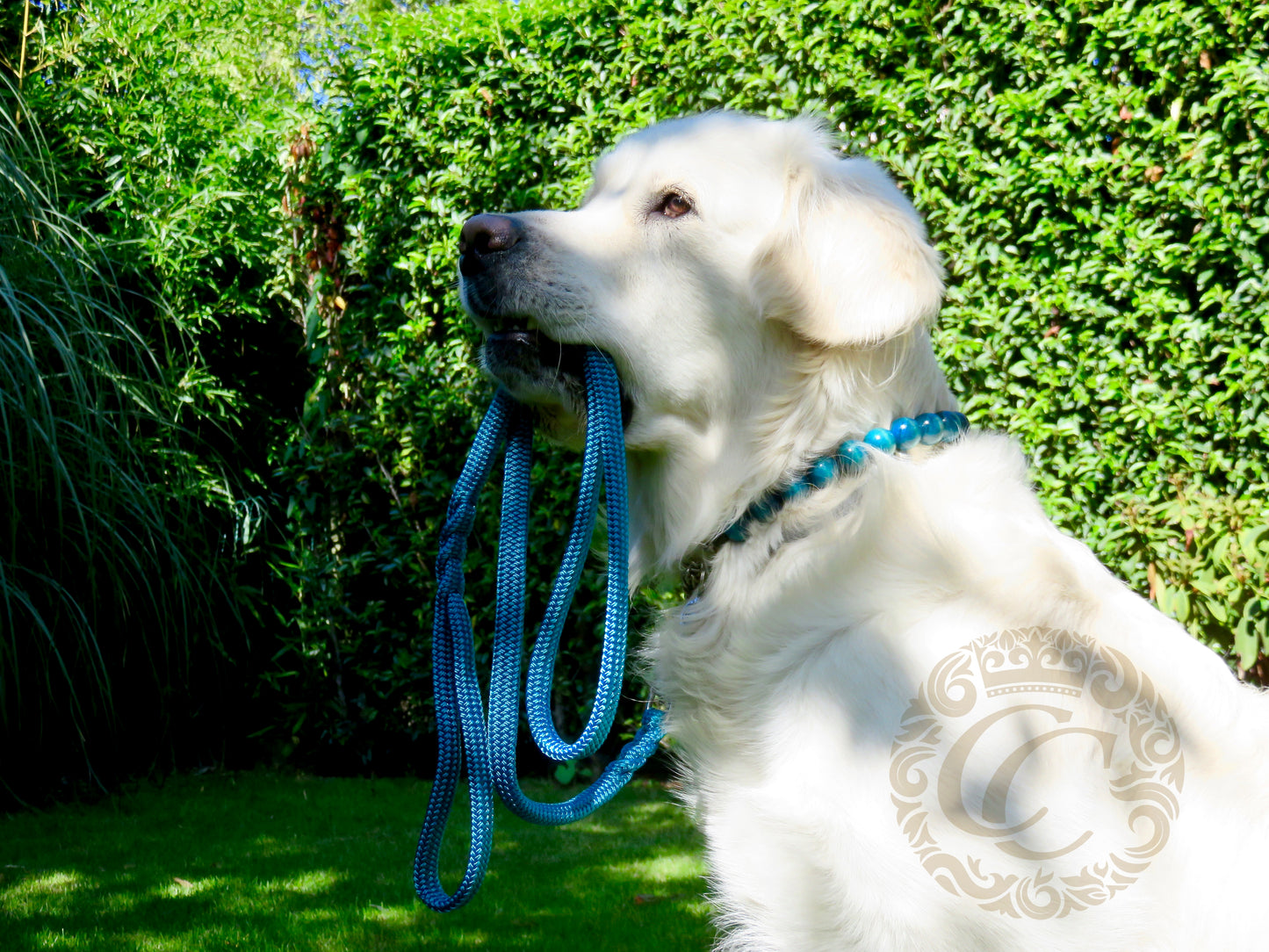 Dog leash for medium & large dogs Aqua | Dog Collars | Cat Collars | CollarCrafts | dogcollar | collar | hondenhalsband | hondenband | Kattenhalsband | bead dog collars | cat mood collar | beaded dog collar | beaded dog collars | wooden bead dog collars | alu max com dog collars | beaded collars for dogs | rainbow dog collars | collarcrafts