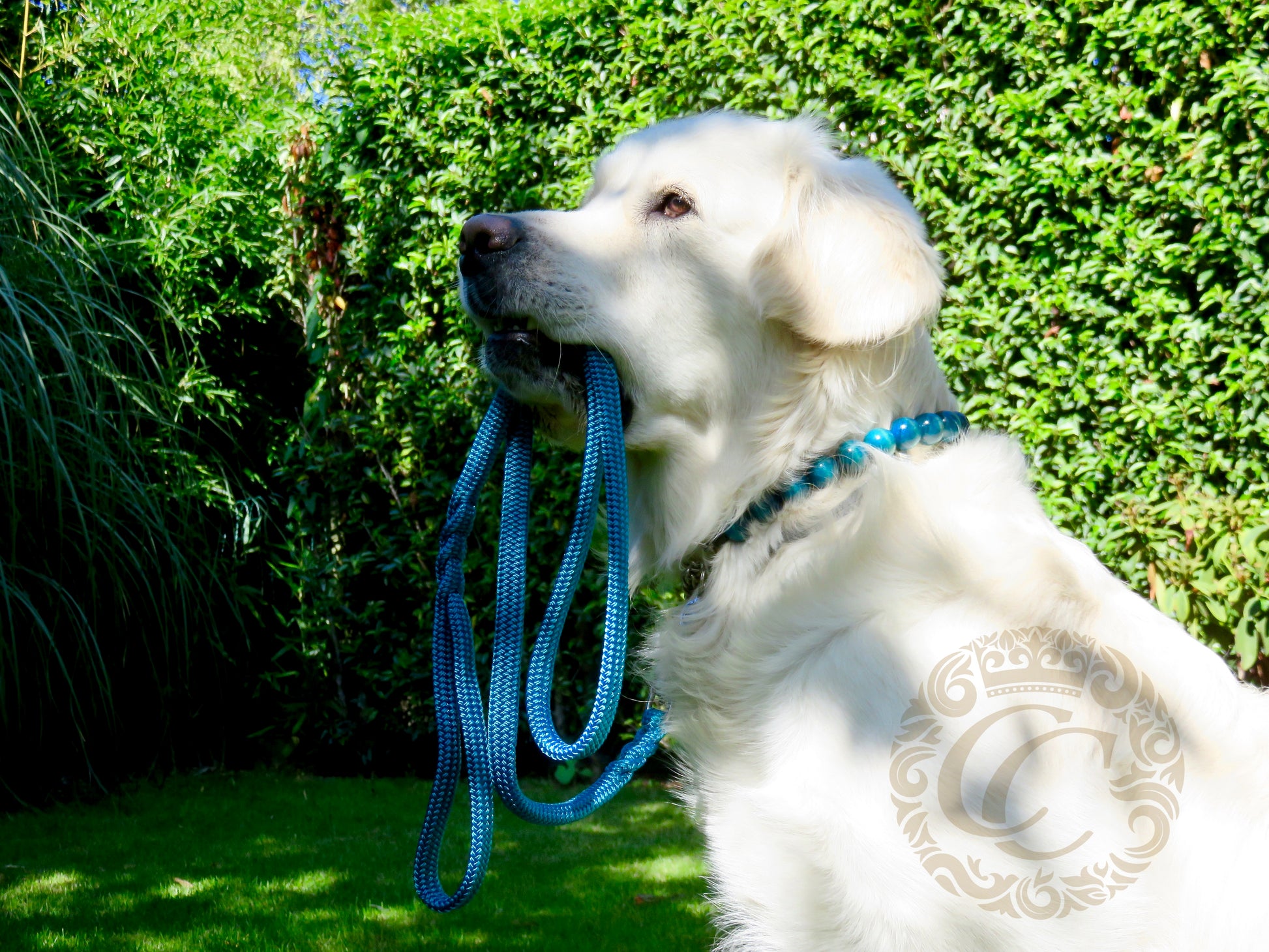 Dog leash for medium & large dogs Aqua | Dog Collars | Cat Collars | CollarCrafts | dogcollar | collar | hondenhalsband | hondenband | Kattenhalsband | bead dog collars | cat mood collar | beaded dog collar | beaded dog collars | wooden bead dog collars | alu max com dog collars | beaded collars for dogs | rainbow dog collars | collarcrafts