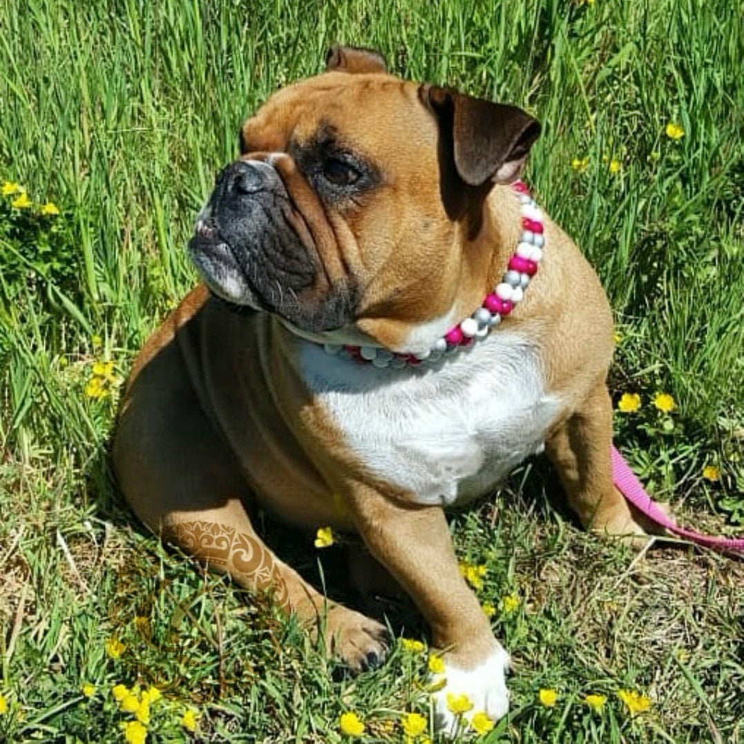Dog collar Double Shiny Fuchsia | handmade dog collar | collarcrafts | dogcollar | halsband | dogcollar | collar | Kattenhalsband | bead dog collars | cat mood collar | beaded dog collar | beaded dog collars | wooden bead dog collars | alu max com dog collars | beaded collars for dogs | rainbow dog collars